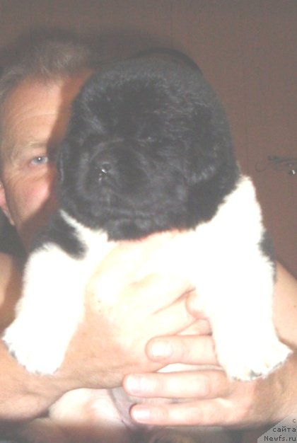 Фото: ньюфаундленд Ньюфорт Магия Любви