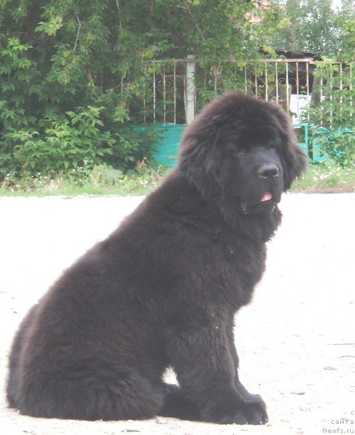 Фото: ньюфаундленд Ньюфорт Шелковый Бриз