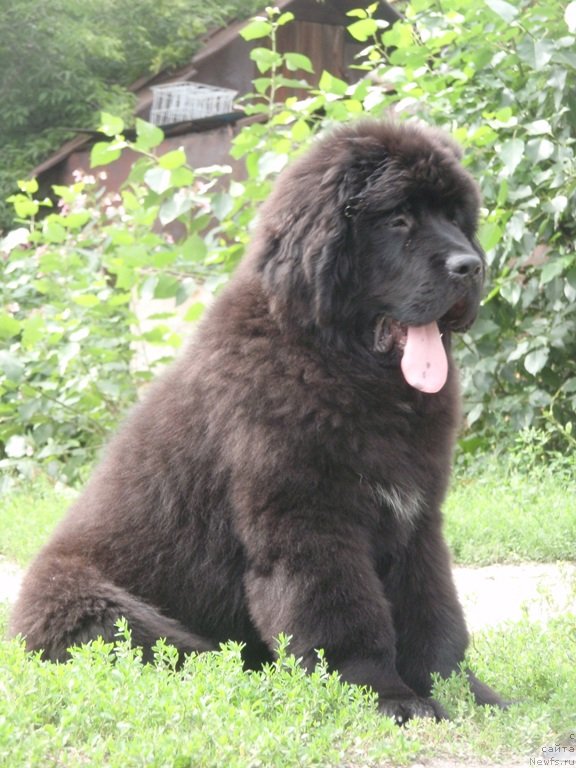 Фото: ньюфаундленд Вин Дизель для Ньюфорт