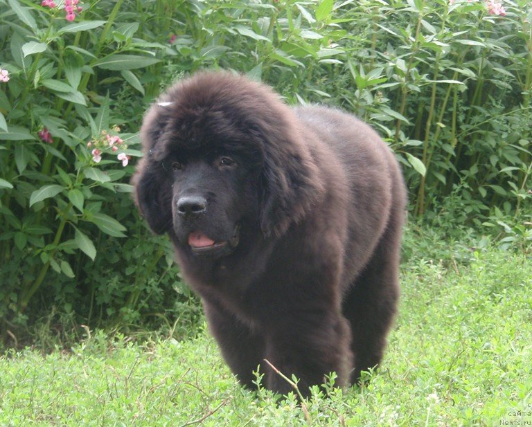 Фото: ньюфаундленд Вин Дизель для Ньюфорт