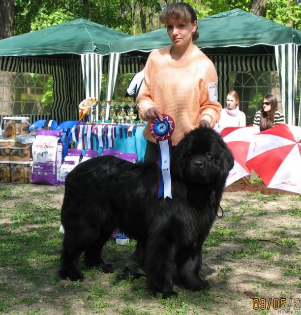 Фото: ньюфаундленд Князь Додон с Берега Дона (Knyaz Dodon s Berega Dona)