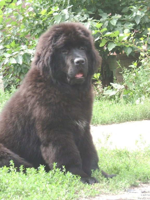 Фото: ньюфаундленд Вин Дизель для Ньюфорт