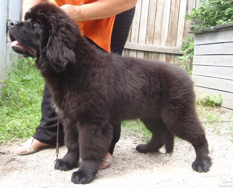 Фото: ньюфаундленд Вин Дизель для Ньюфорт