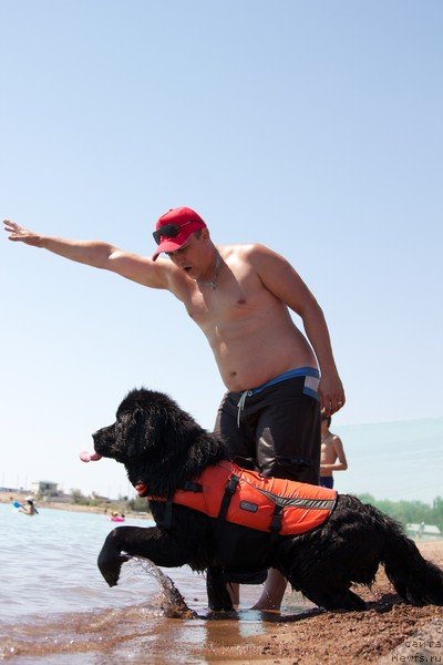 Фото: Максим Полтарак, ньюфаундленд Лондонский Денди