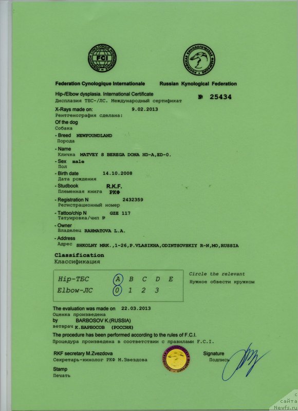 Фото: ньюфаундленд Матвей с Берега Дона (Matvey s Berega Dona)