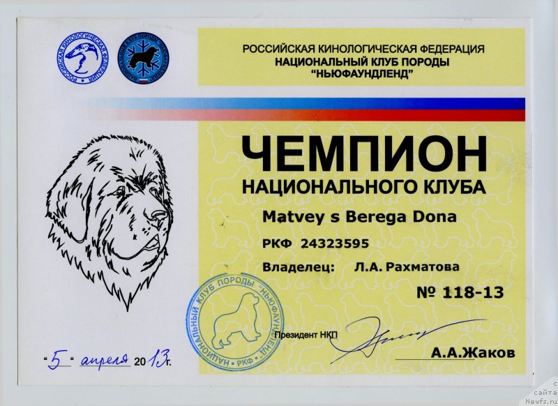 Фото: ньюфаундленд Матвей с Берега Дона (Matvey s Berega Dona)