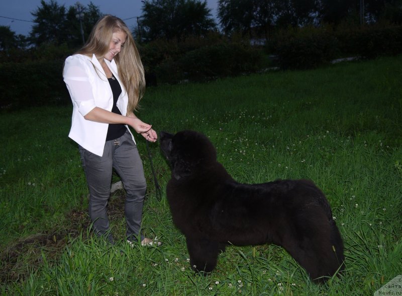 Фото: ньюфаундленд Акватория Келвин Шедевр
