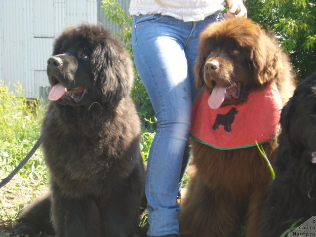 Фото: ньюфаундленд Чезаре Аморе Мио, ньюфаундленд Аргонавт из Аркаима