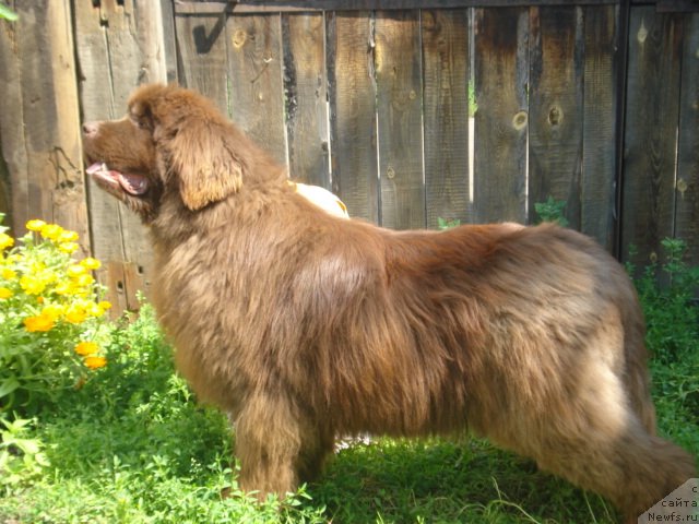 Фото: ньюфаундленд Аргонавт из Аркаима