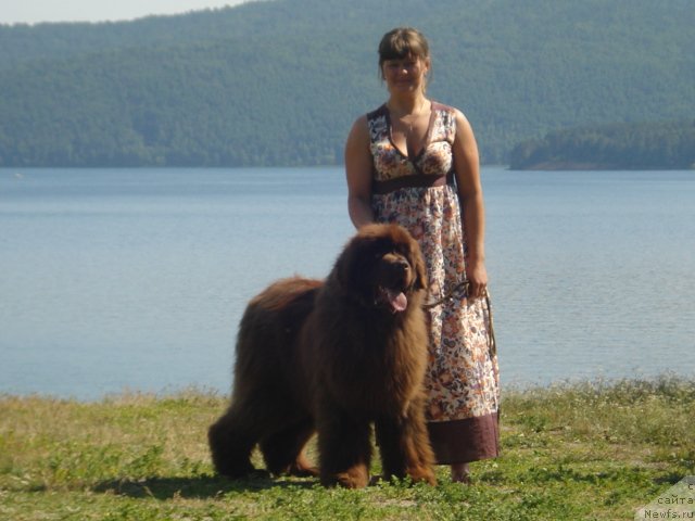 Фото: ньюфаундленд Аргонавт из Аркаима