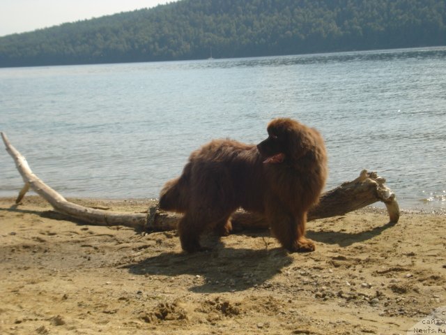 Фото: ньюфаундленд Аргонавт из Аркаима