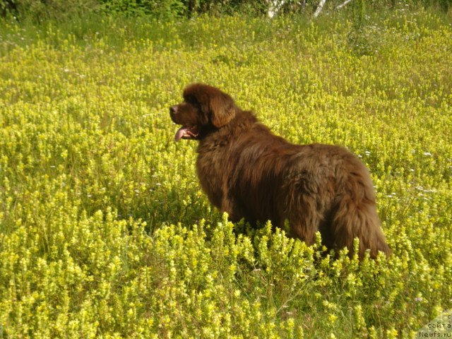 Фото: ньюфаундленд Аргонавт из Аркаима