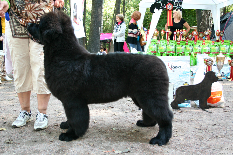 Фото: ньюфаундленд Белкондер-Клаб Достучаться До Небес (Belkonder-Club Dostuchat'sya Do Nebes)