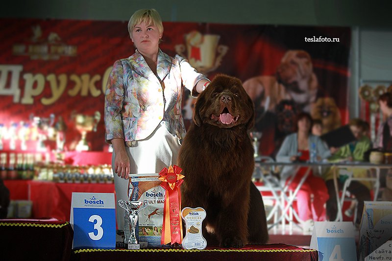 Фото: ньюфаундленд Акватория Келвин Редс Бегин энд Вин (Aquatoriya Kelvin Reds Begin and Win), Татьяна Абутова
