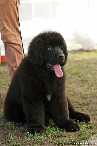 Фото: ньюфаундленд Ньюфорт Шум Прибоя