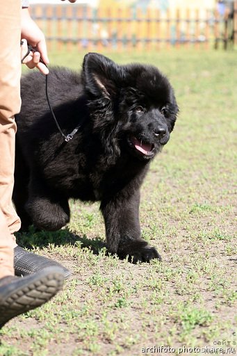 Фото: ньюфаундленд Ньюфорт Шум Прибоя