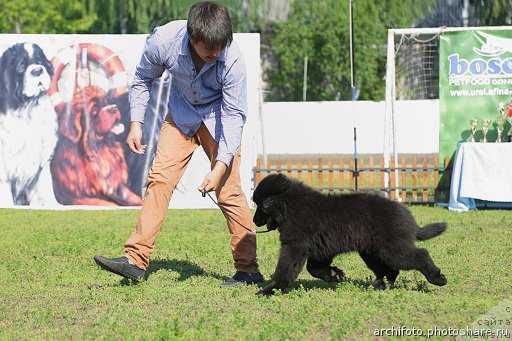 Фото: ньюфаундленд Ньюфорт Шум Прибоя