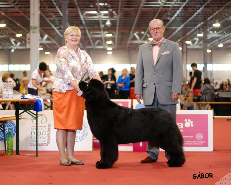 Фото: ньюфаундленд Акватория Келвин Урса Хай Спирит (Aquatoria Kelvin Ursa High Spirit), Татьяна Абутова