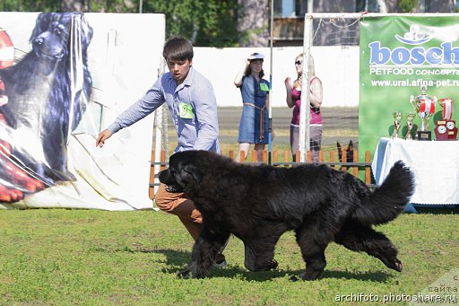 Фото: ньюфаундленд Midnight Lady's Morning Glory