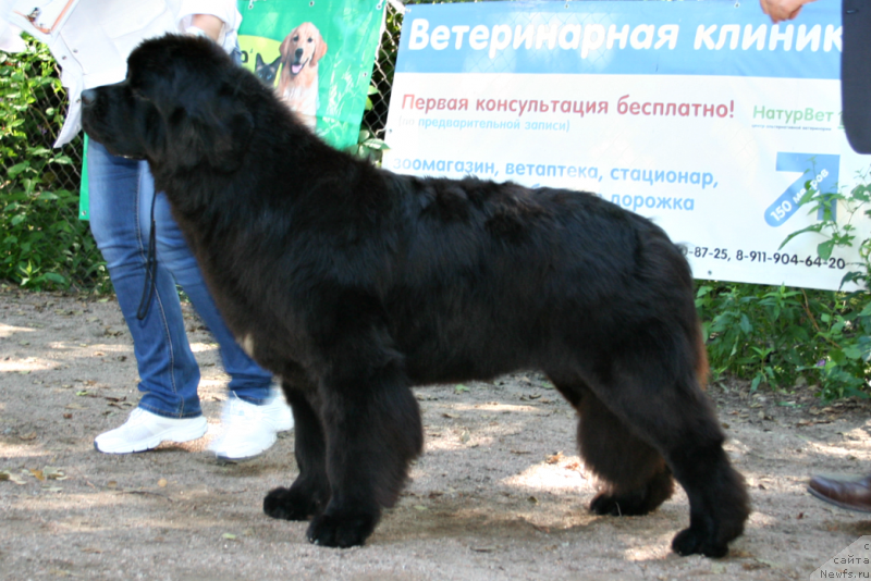 Фотография № 131899