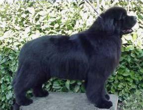 Фото: ньюфаундленд Twillin Gate Virginian