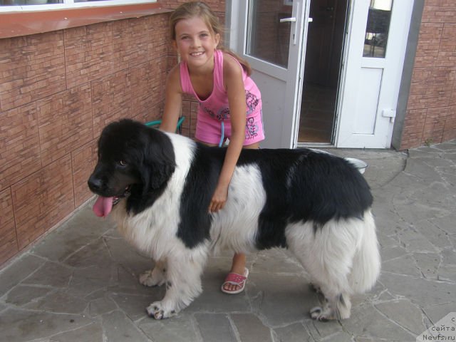 Фото: ньюфаундленд Amanda Arctic Bell Super Mishka