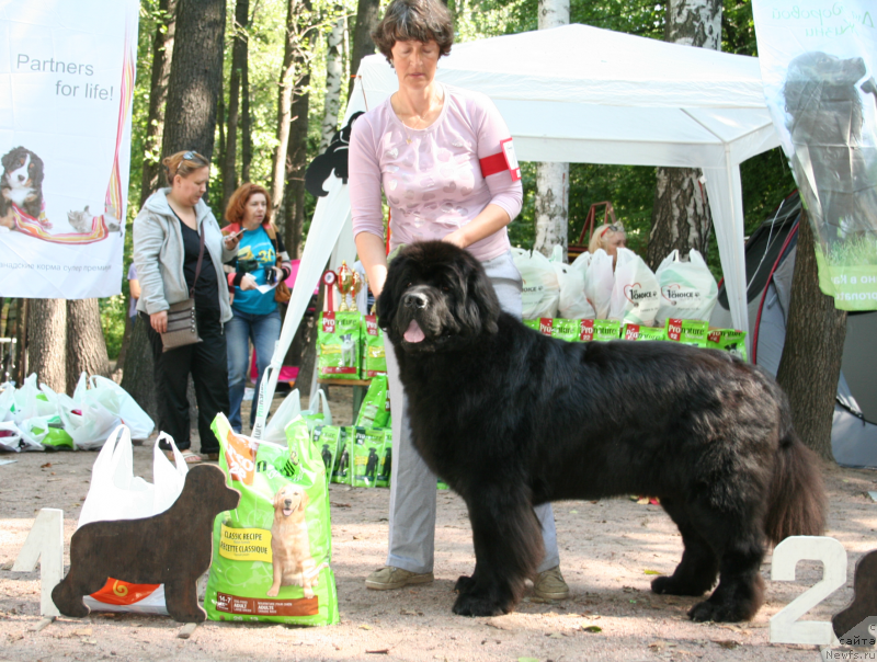 Фото: ньюфаундленд Смигар Гордон-Феллоу (Smigar Gordon Fellow)