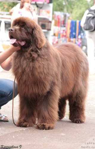 Фото: ньюфаундленд Аргонавт из Аркаима