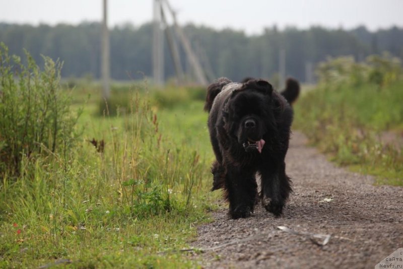 Фото: ньюфаундленд Рестайлинг Фром Шипмэн