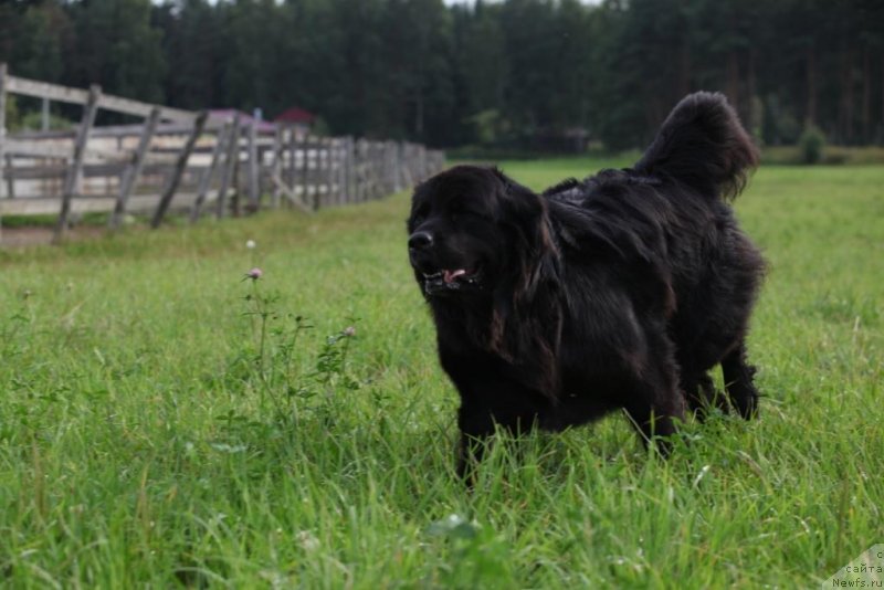Фото: ньюфаундленд Бонни Флайт