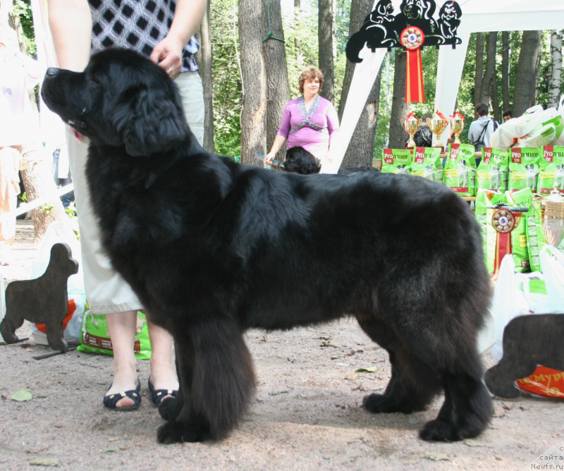 Фото: ньюфаундленд Дар Свезы Юриель Корона Бореалис (Dar Svezy Uriel Korona Borealis)
