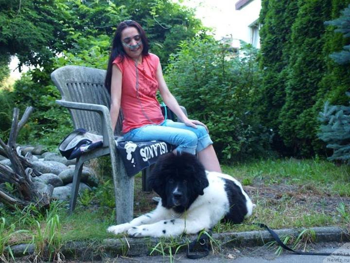 Фото: ньюфаундленд Черная Мафия Зебра Тиме (Chernaya Mafia Zebra Time)