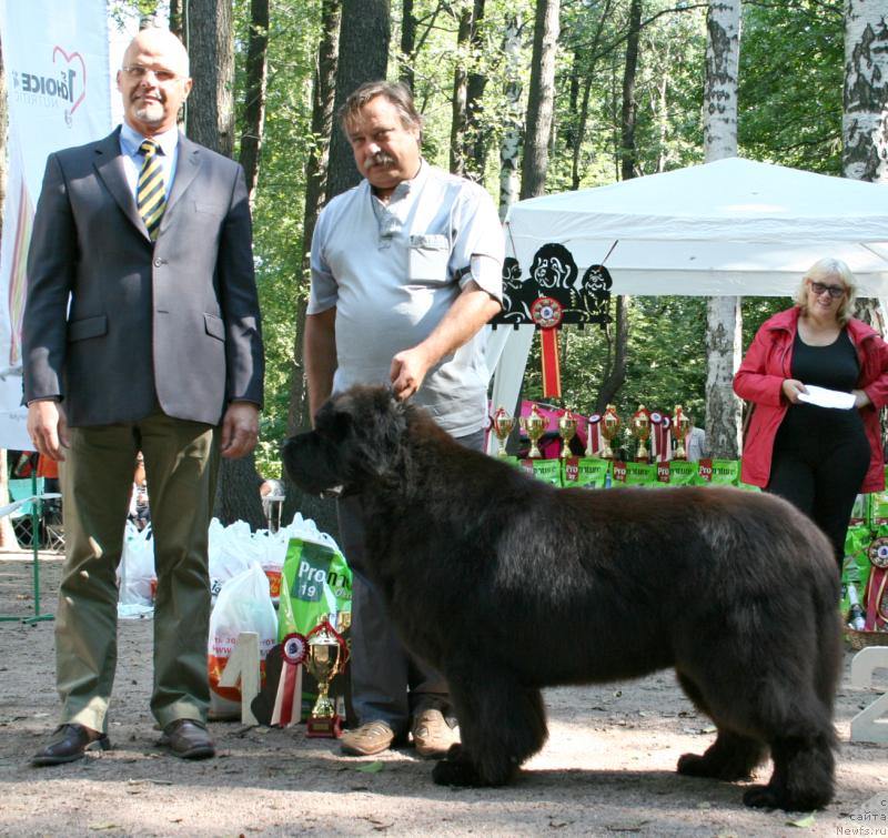 Фото: ньюфаундленд Cayuga Mescalero