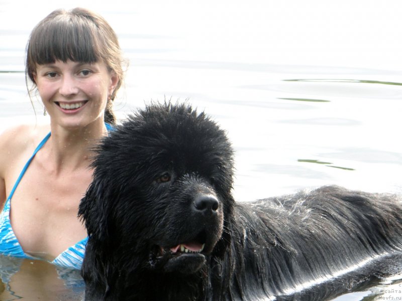 Фото: ньюфаундленд Мистер Форте Импрессионе (Mister Forte Impressione)