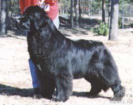 Фото: ньюфаундленд Destellon Cherokea