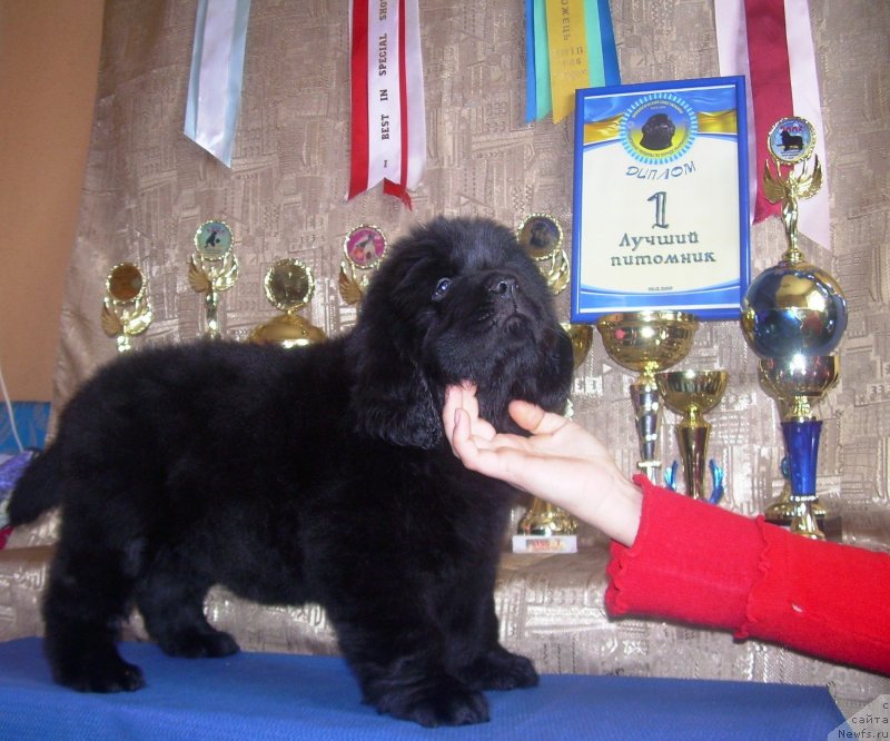 Фото: ньюфаундленд Dikovinka Tasha Bolshoj Malysh