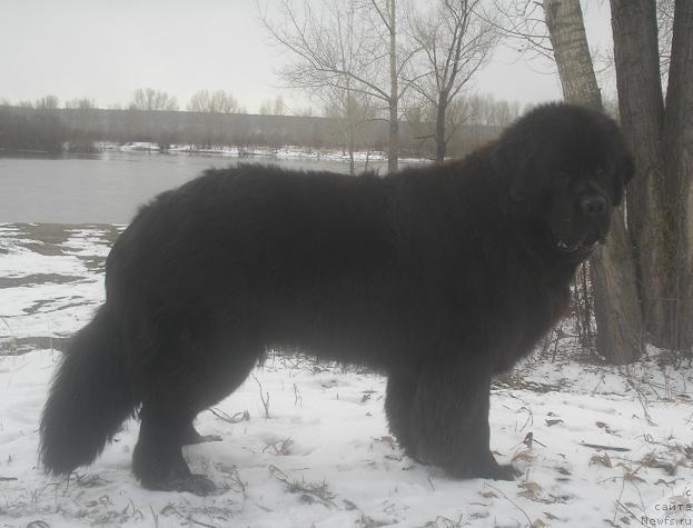 Фото: ньюфаундленд Отважный Рыцарь от Сибирского Медведя