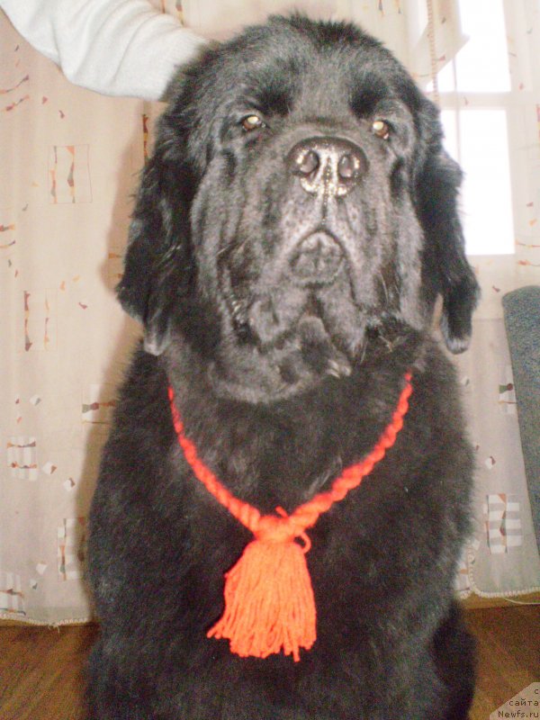 Фото: ньюфаундленд Dikovinka Tasha Bolshoj Malysh