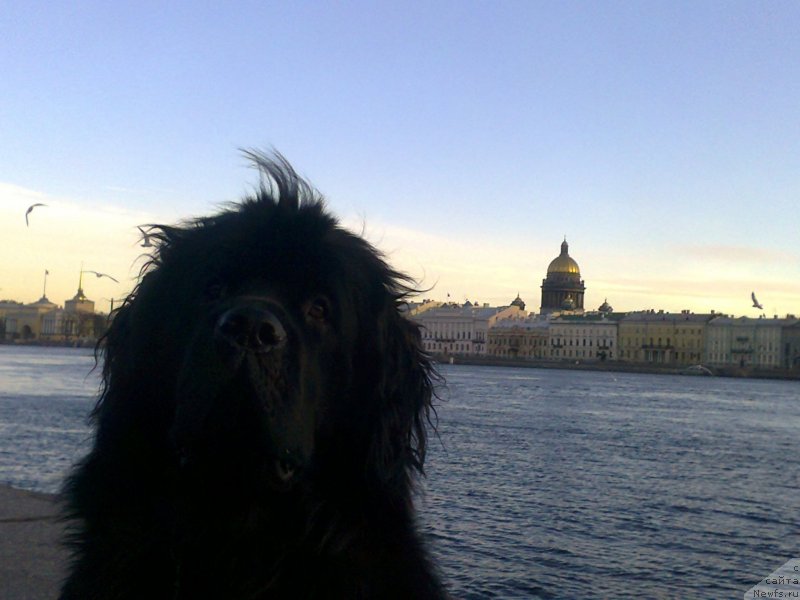 Фото: ньюфаундленд Циннамон БельФра Шармэль из Аркаима (Tsinnamon Bel' Fra Sharmel iz Arkaima)