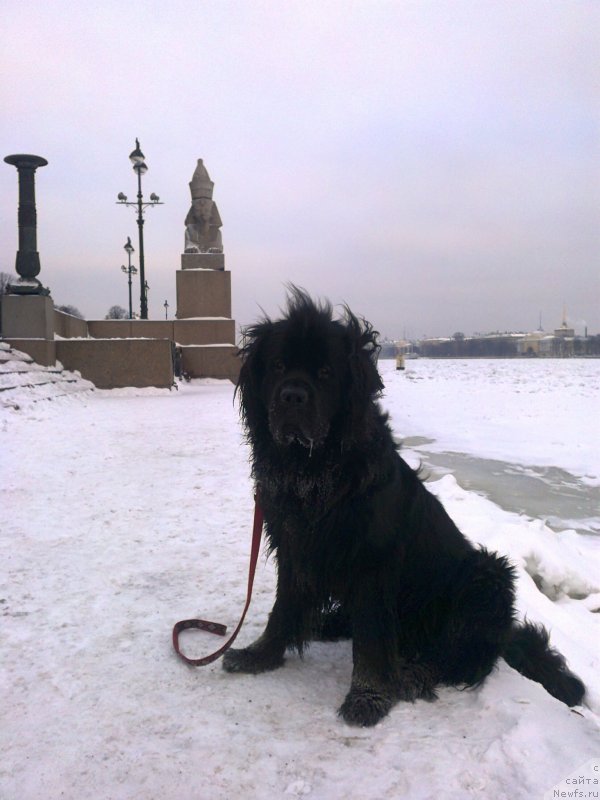 Фото: ньюфаундленд Циннамон БельФра Шармэль из Аркаима (Tsinnamon Bel' Fra Sharmel iz Arkaima)