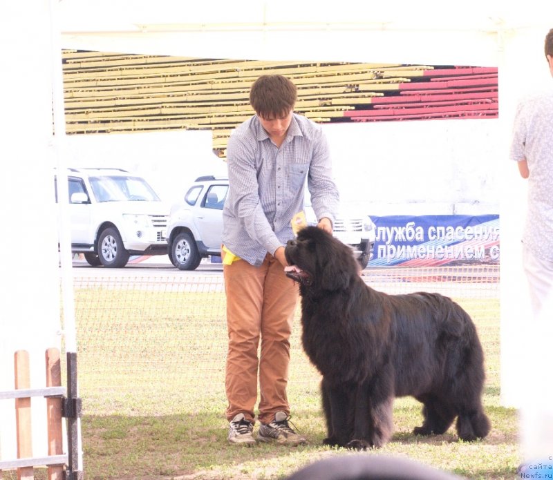 Фото: ньюфаундленд Ньюфорт Натали (Njufort Natali), Владимир Игнатенко