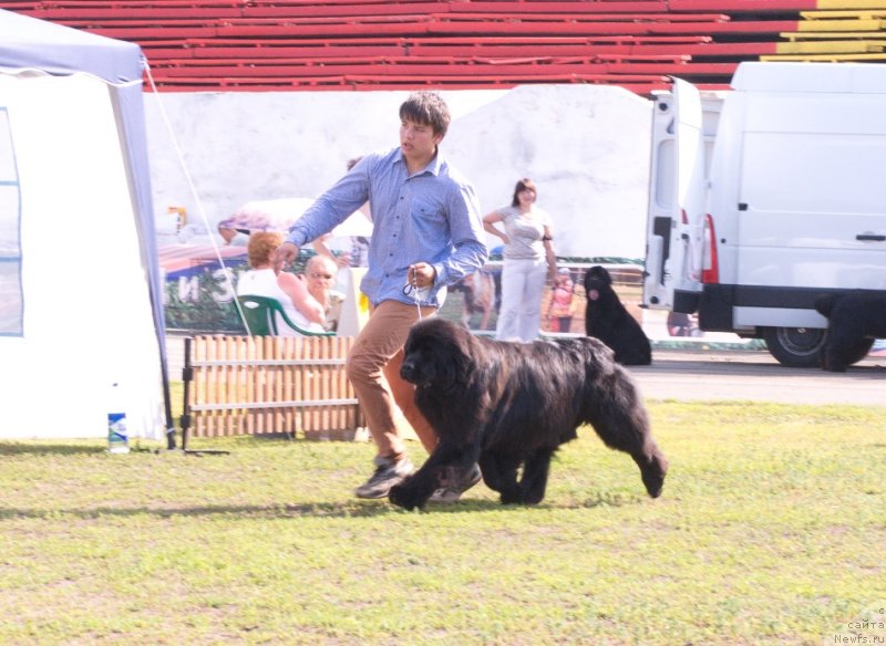 Фото: ньюфаундленд Ньюфорт Натали (Njufort Natali), Владимир Игнатенко