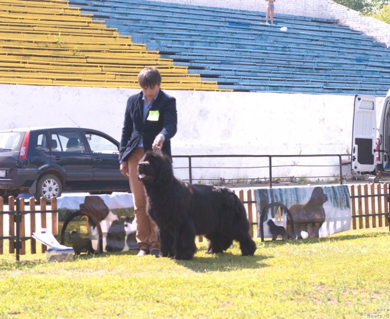 Фото: ньюфаундленд Ньюфорт Натали (Njufort Natali), Владимир Игнатенко