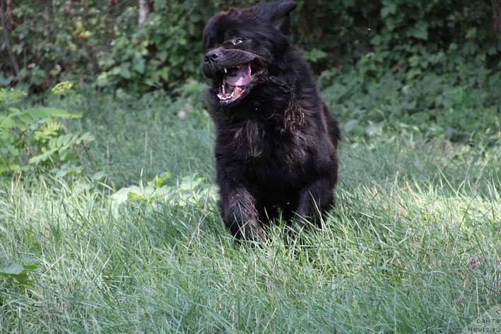 Фото: ньюфаундленд Звездный Дар Афина для Берега Дона (Zvezdnij Dar Afina dlja Berega Dona)