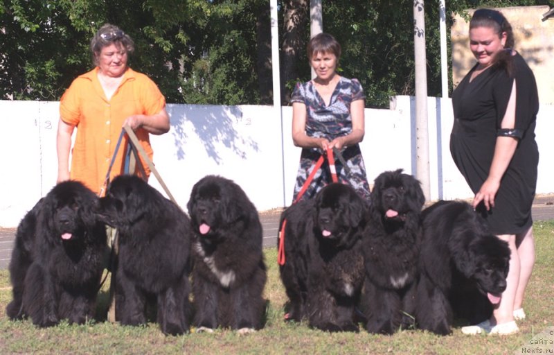 Фото: ньюфаундленд Ньюфорт Натали (Njufort Natali), ньюфаундленд Ньюфорт Уитни Традиция Легенды, ньюфаундленд Promise To Love Midnight Bear, ньюфаундленд Блэк Диамонд Агидель от Потапа Патриция (Black Diamond Agidel ot Potapa Patricia), ньюфаундленд Блэк Диамонд Агидель от Потапа Увертюра, ньюфаундленд Ньюфорт Тайм'с Голд Алекса, Ирина Панюшкина, Екатерина Жиронкина, Алевтина Батян