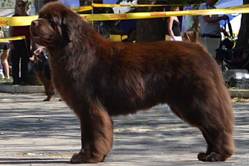 Фото: ньюфаундленд Анджело Орсо Варяг (Angelo Orso Varyag)