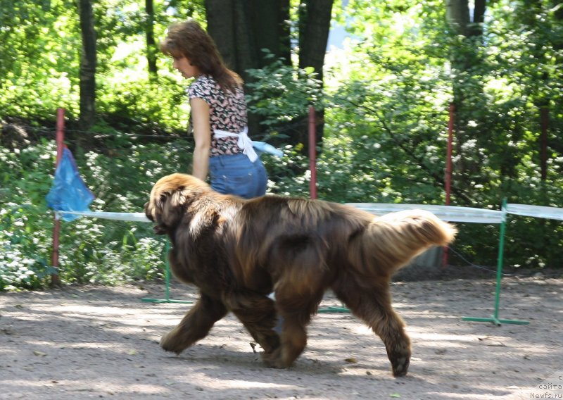 Фото: ньюфаундленд Акватория Келвин Ройал Тедди Беар (Aquatoriya Kelvin Royal Teddy Bear)