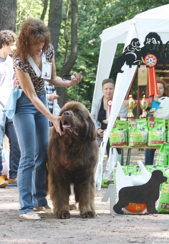 Фото: ньюфаундленд Акватория Келвин Ройал Тедди Беар (Aquatoriya Kelvin Royal Teddy Bear), Юлиана Никифорова