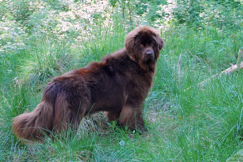 Фото: ньюфаундленд Newettas Vanessa