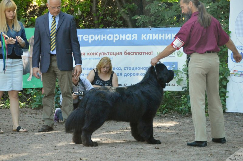 Фото: ньюфаундленд Акватория Келвин Кадриль (Aquatoriya Kelvin Kadril)